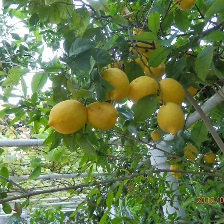 Luxury Seaside With A Classic Mediterranean Olive Garden, A Fully Equipped Professional Kitchen, Pool, Sauna, Padle Boards And Canoe - Miolin House Βίλα Τρογκίρ