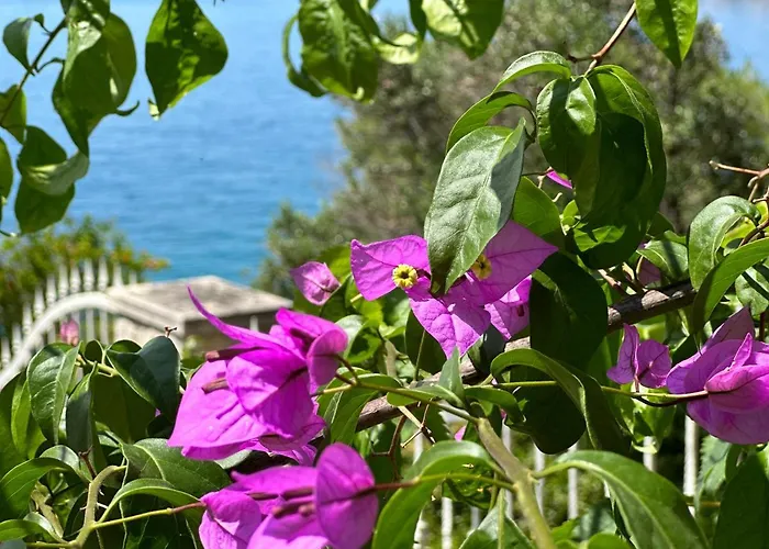 Villa Luxury Seaside With A Classic Mediterranean Olive Garden, A Fully Equipped Professional Kitchen, Pool, Sauna, Padle Boards And Canoe - Miolin House