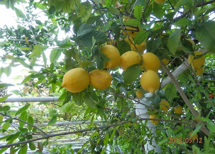 Luxury Seaside With A Classic Mediterranean Olive Garden, A Fully Equipped Professional Kitchen, Pool, Sauna, Padle Boards And Canoe - Miolin House Villa Trogir